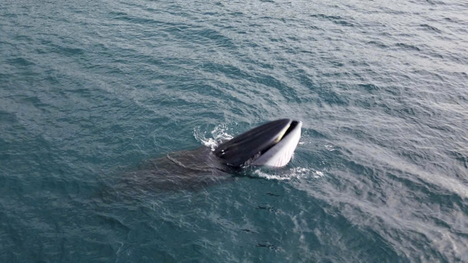 Whale spotted hunting off Binh Dinh coast again